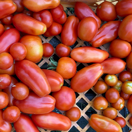tomaten-vielfalt