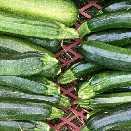 zucchini-erntekiste